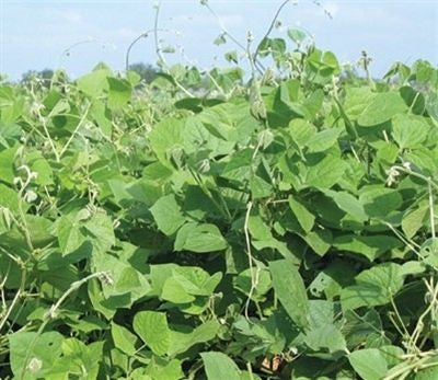 Wildlife Food Plot Seed